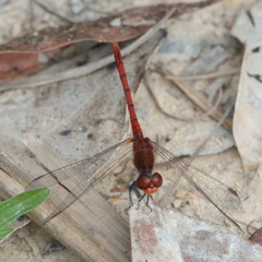 Diplacodes bipunctata