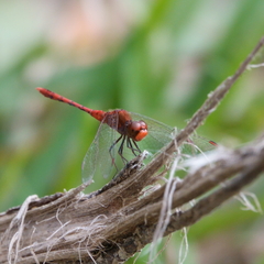 Diplacodes bipunctata