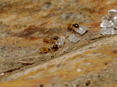 Tapinoma melanocephalum