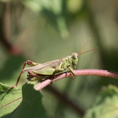 Melanoplus yarrowii