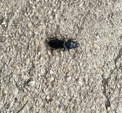 Scarites subterraneus