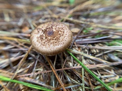 Inocybe lacera