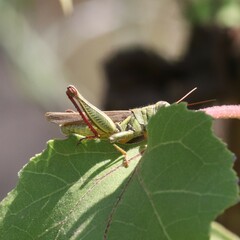 Melanoplus yarrowii