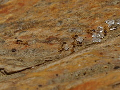 Tapinoma melanocephalum