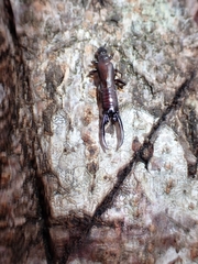 Forficulidae