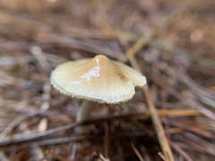 Pseudosperma sororium