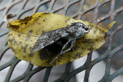 Catocala lacrymosa