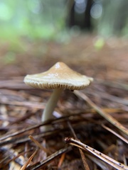 Pseudosperma sororium