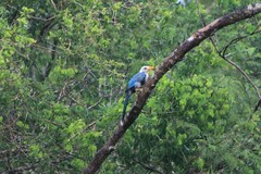 Cyanocorax yucatanicus