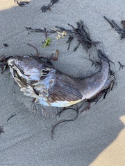 Myoxocephalus scorpius