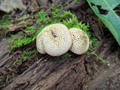 Scleroderma areolatum