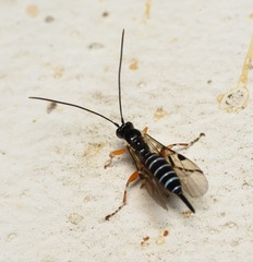 Itoplectis