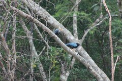 Cyanocorax yucatanicus