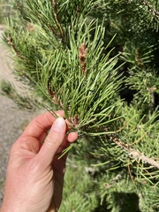 Pinus contorta