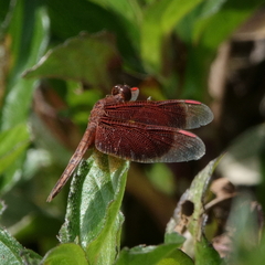 Neurothemis stigmatizans