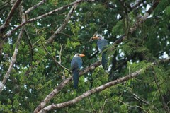 Cyanocorax yucatanicus