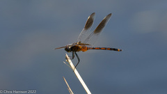 Brachymesia gravida