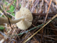 Pseudosperma sororium
