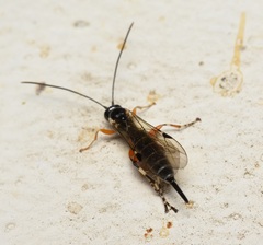 Itoplectis