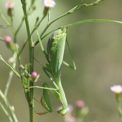 Miomantis