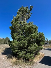 Pinus contorta