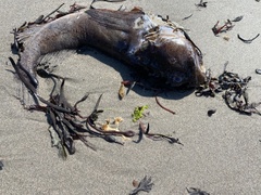 Myoxocephalus scorpius