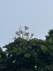 Spilornis cheela