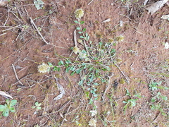 Ptilotus spathulatus