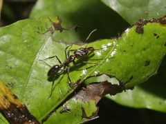 Odontomachus simillimus