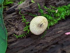 Scleroderma areolatum