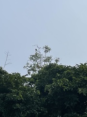 Spilornis cheela