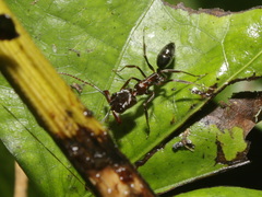 Odontomachus simillimus