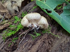 Scleroderma areolatum