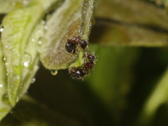 Meranoplus bicolor