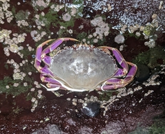 Metacarcinus gracilis