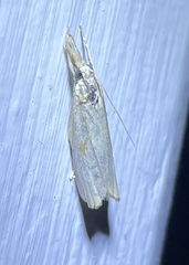 Agriphila