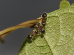Meranoplus bicolor