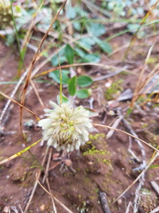 Ptilotus spathulatus