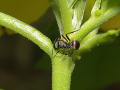 Myrmhopla
