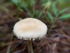 Cystoderma
