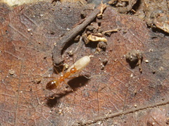 Anoplolepis gracilipes