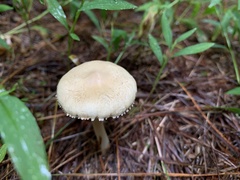 Cystoderma