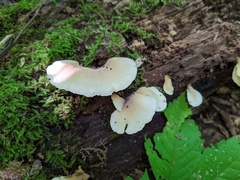 Hohenbuehelia angustata