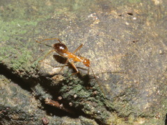 Anoplolepis gracilipes