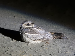 Caprimulgus europaeus