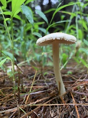 Cystoderma