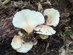 Hohenbuehelia angustata