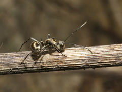 Myrma