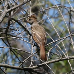 Myiarchus