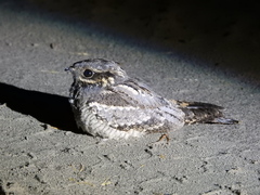 Caprimulgus europaeus